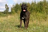 CANE CORSO 897
